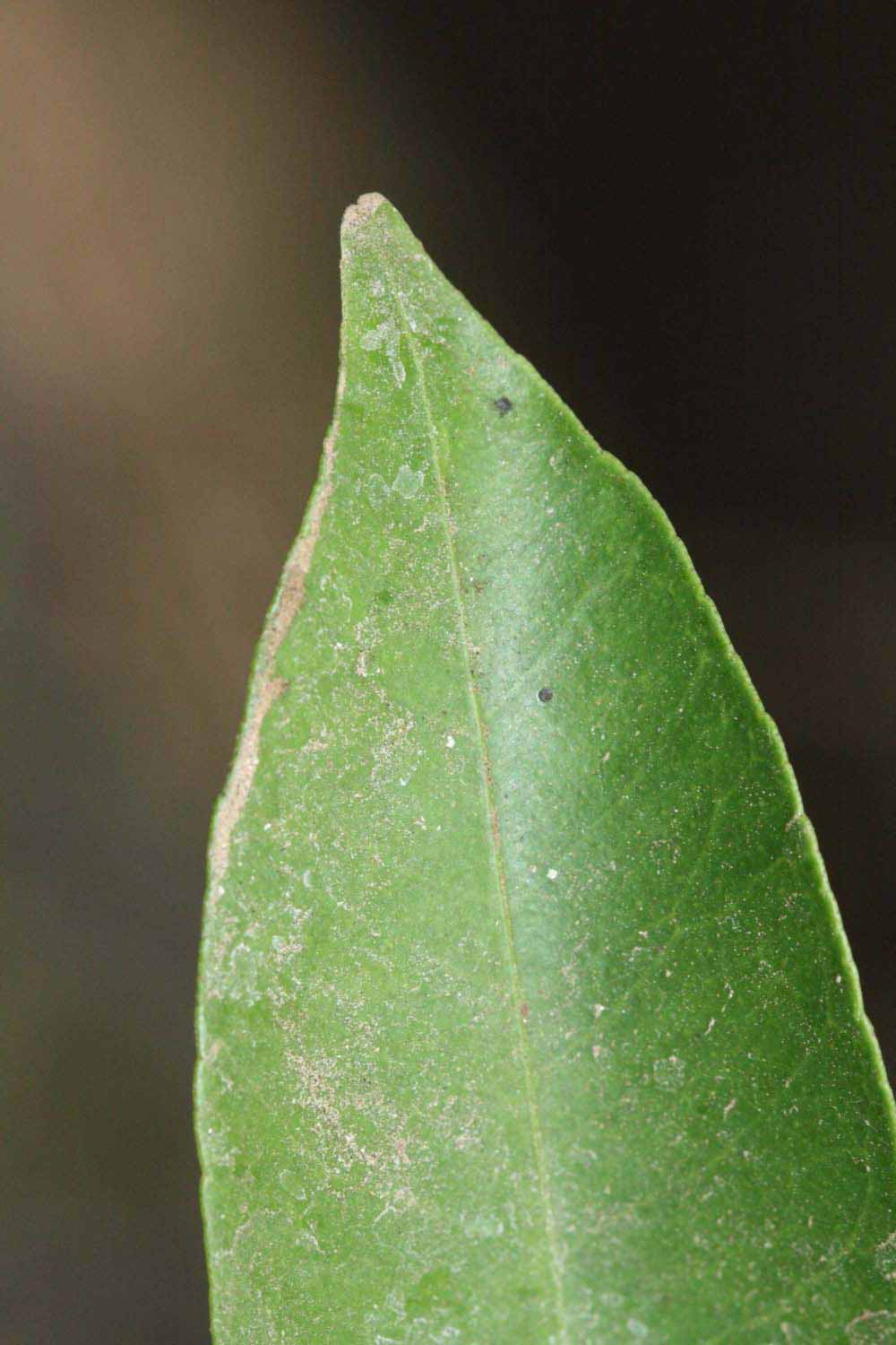              Margin (Riverside, CA)       